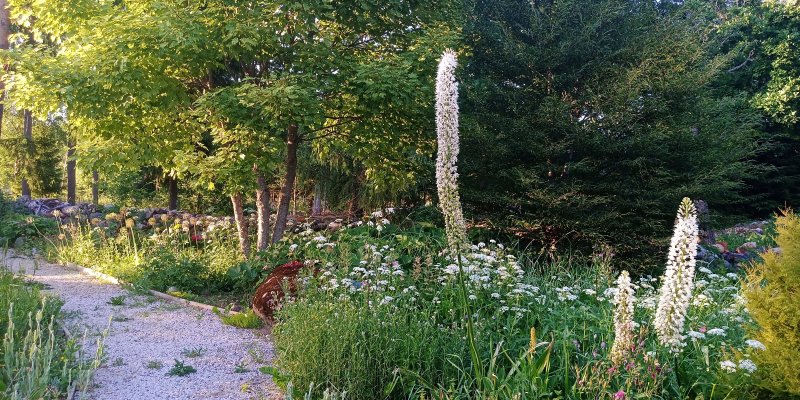 Eremurus  himalaicus Himaalaja rohtlaliilia